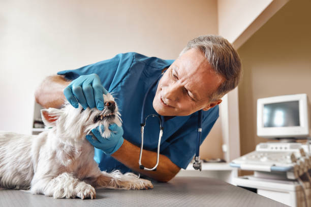 Best Same-Day Emergency Dental Services in Sea Breeze, NC